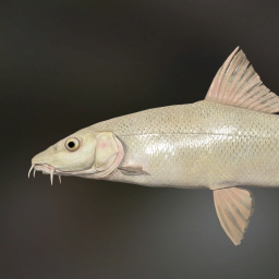 Albino Barbel